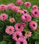 echinacea-purpurea-bolero-pink- (1)